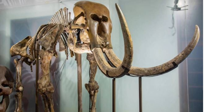 ‘Hobbit’ler, Komodo ejderlerinin peşinden gitmiş - Resim : 3