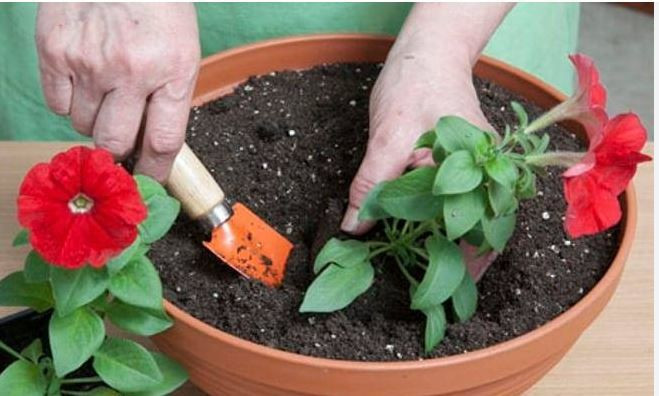 Çöpe deyip atıyorduk: Tuvalet kağıdı rulolarının bahçedeki gizli gücü şaşırttı - Resim: 8