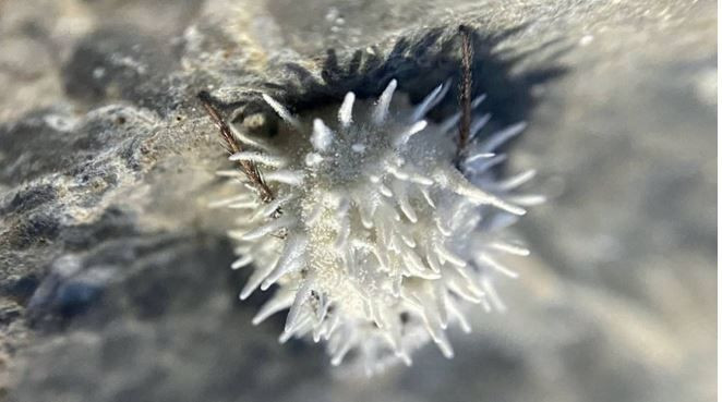 Kuzey İrlanda’da ürperten keşif: Örümcekleri zombiye dönüştürüyor - Resim: 3