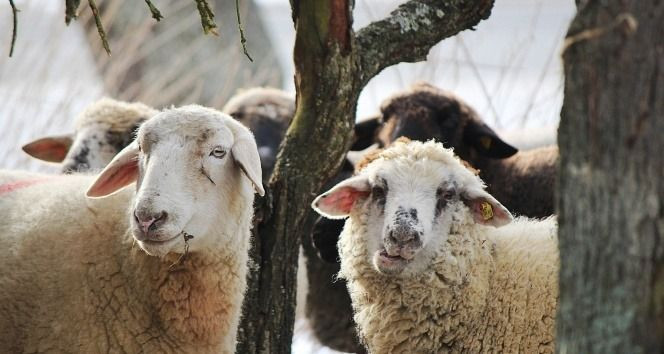 Kurban alacaklar dikkat: Dolandırıcıların bu yöntemine sakın kanmayın - Resim: 10