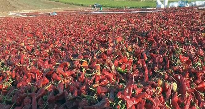 Biberlerden bulaşan salgın hastalığı başladı: Acilen toplatılıyor - Resim: 4