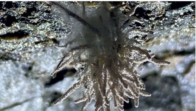 Kuzey İrlanda’da ürperten keşif: Örümcekleri zombiye dönüştürüyor - Resim: 5