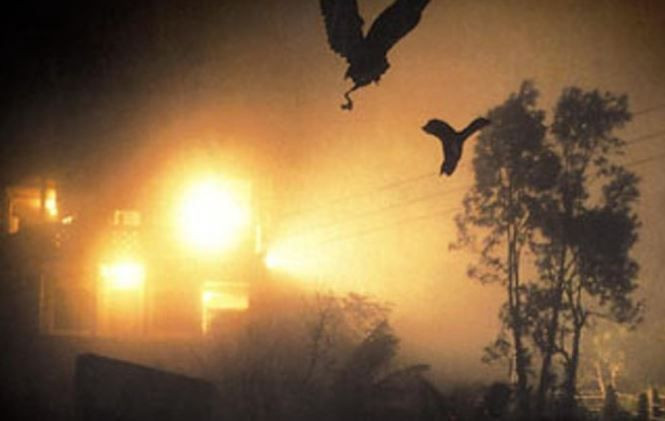 Kuşların esrarengiz ölümü... Lanet mi? - Resim: 3