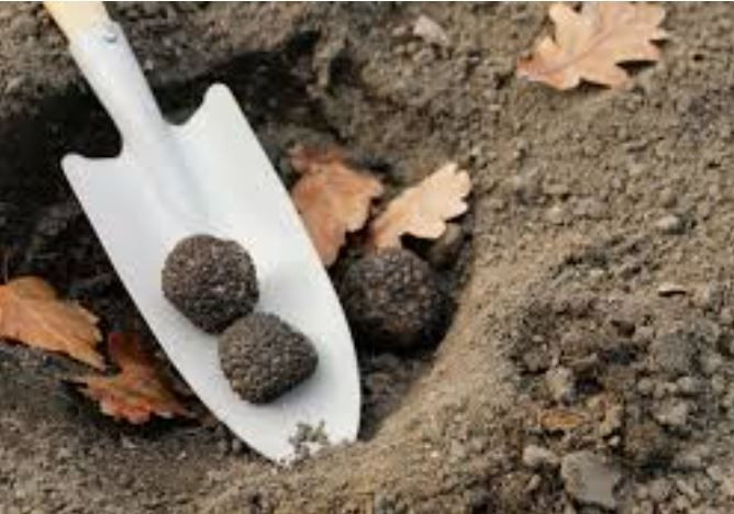 Türkiye’nin 'siyah elması’: Kilosu 20 bin TL - Resim: 3