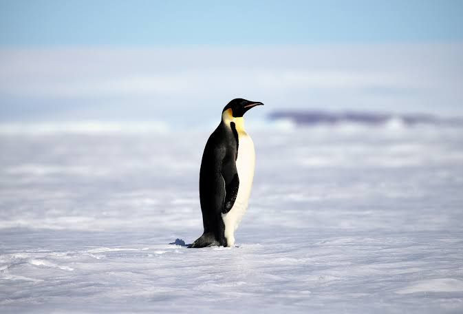 Antarktika'nın yerlilerinden kötü haber: Dünyanın en büyük penguen kolonisi artık en büyük değil - Resim: 6