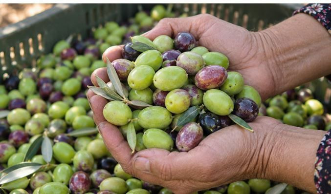 Üreticinin umudu bir başka bahara kaldı: Bahçede 10 lira - Resim: 6