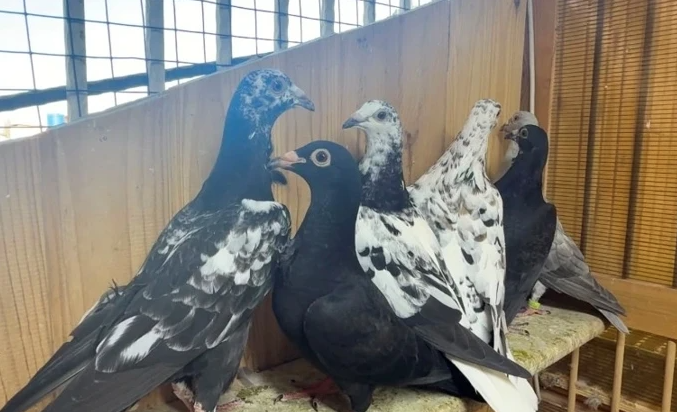 Tutkusunun peşinden koştu servet sahibi oldu: Şimdi paraya para demiyor - Resim: 7