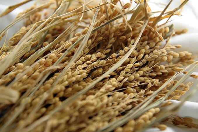 Dev hasat ayda 85 bin lira ek gelir kazandırıyor: Maaşlı işini bıraktı - Resim: 1