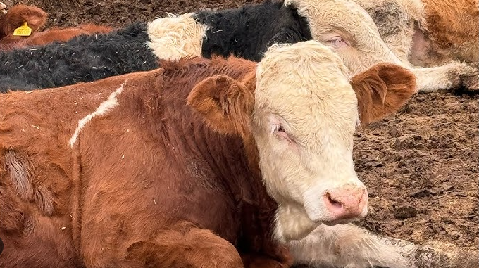 Kurbanlık fiyatları belli oldu, işte en ucuz il - Resim: 5