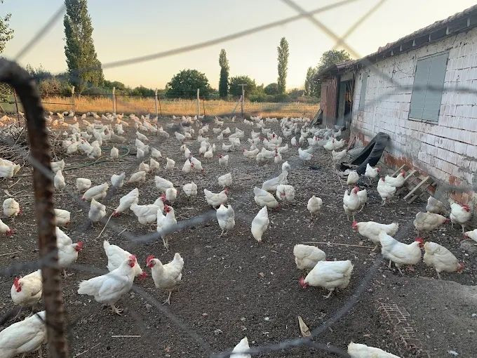 Türk tarım devi resmen iflas etti: Günde 50 milyon üretiyorlardı - Resim: 1