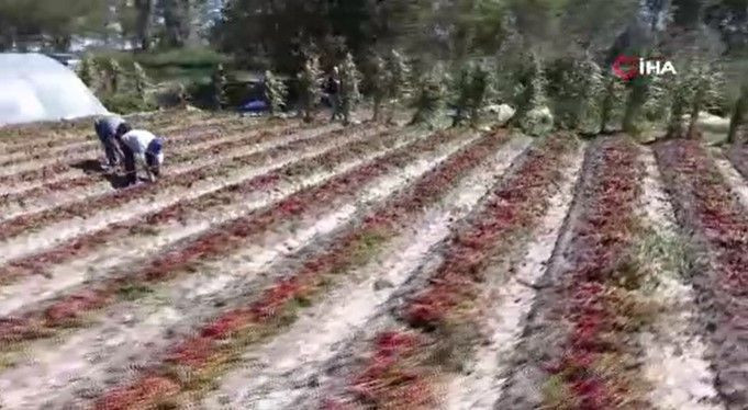 Kilosunu 400 TL'den satıyor: 5 dönümlük bahçede 300 bin lira kazanıyor - Resim: 15