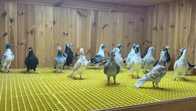 Tutkusunun peşinden koştu servet sahibi oldu: Şimdi paraya para demiyor - Resim: 3