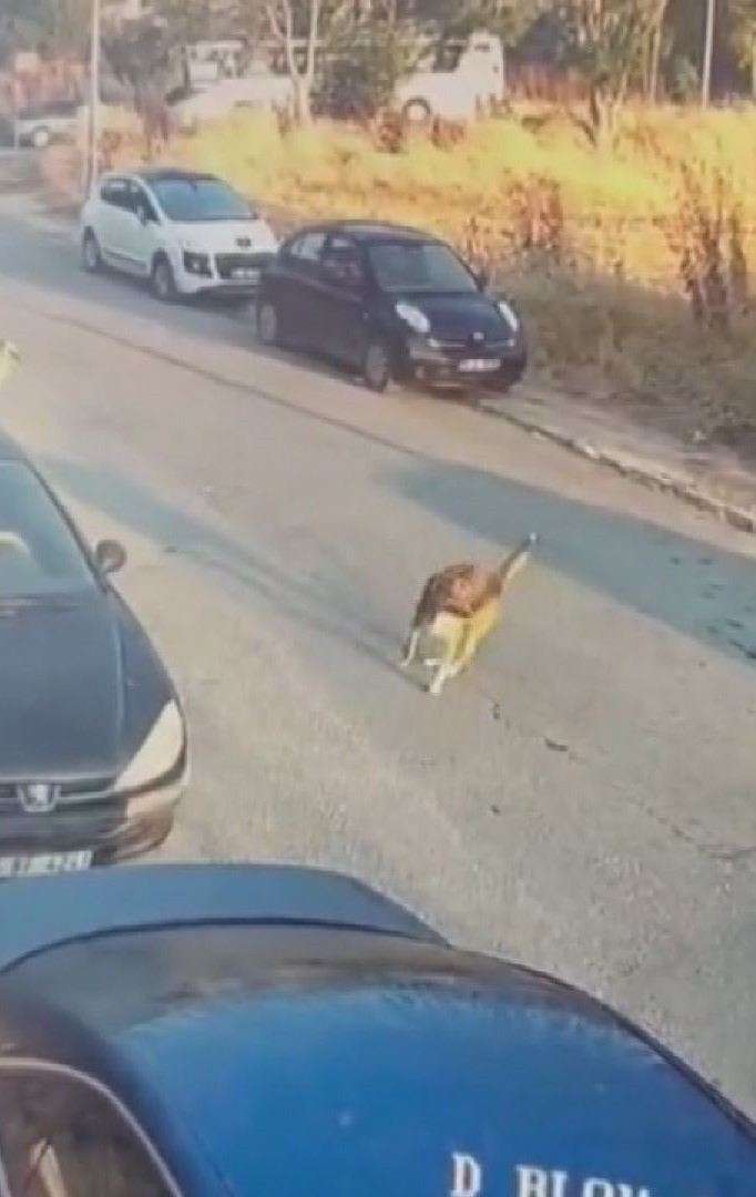 Sokak köpeklerinin üzerine böyle gitmişti: Görüntüler sonrası yakalandı - Resim : 1