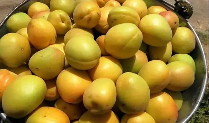 Günde 1350 lira kazandırıyor: Dev hasat başladı - Resim: 3