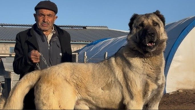 Sivas Kangalı zirvede - Resim: 6