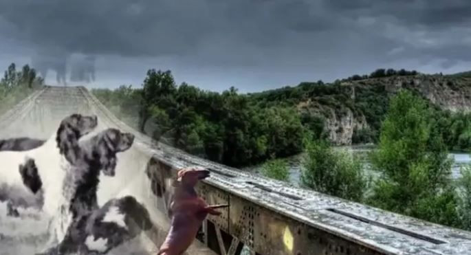 Köpeklerin intihar ettiği yer gizemini koruyor... Hayvanseverlerin kabus yeri - Resim: 10