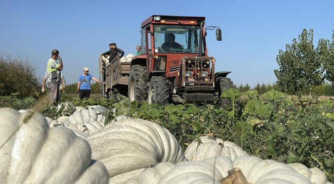 Tarlada fiyatı 10 lira: Bir ile özgü ürüne talep yoğun - Resim: 9