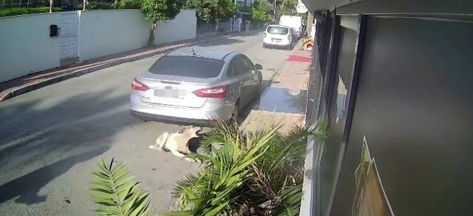 Köpeği silahla vuran emekli polise istenen ceza belli oldu - Resim : 2