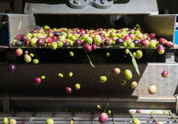 Türk zeytinyağı markası yurt dışına açılıyor: 3 kat büyüme için hangi ülkeler hedefte? - Resim: 3