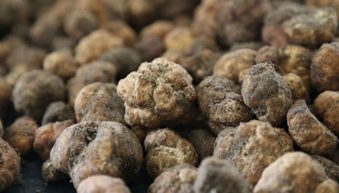 Türkiye’nin 'siyah elması’: Kilosu 20 bin TL - Resim: 2