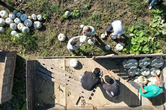 Tarlada fiyatı 10 lira: Bir ile özgü ürüne talep yoğun - Resim: 1