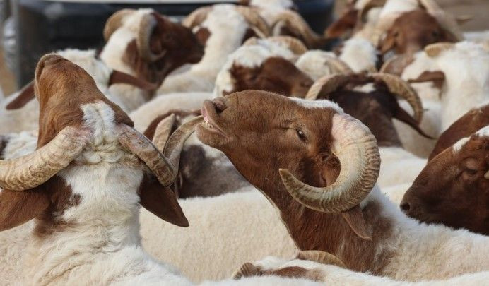 Kurban Bayramı'nda vücuttaki gizli yüke dikkat: Gerekli önlemleri alın - Resim: 5