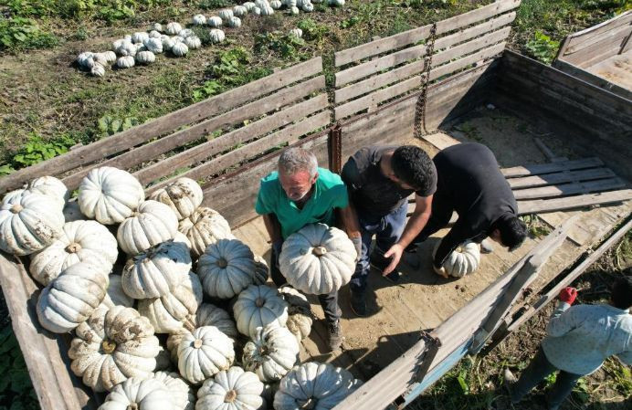 Tarlada fiyatı 10 lira: Bir ile özgü ürüne talep yoğun - Resim: 5