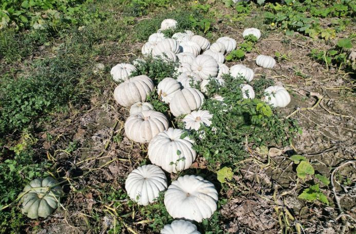 Tarlada fiyatı 10 lira: Bir ile özgü ürüne talep yoğun - Resim: 3