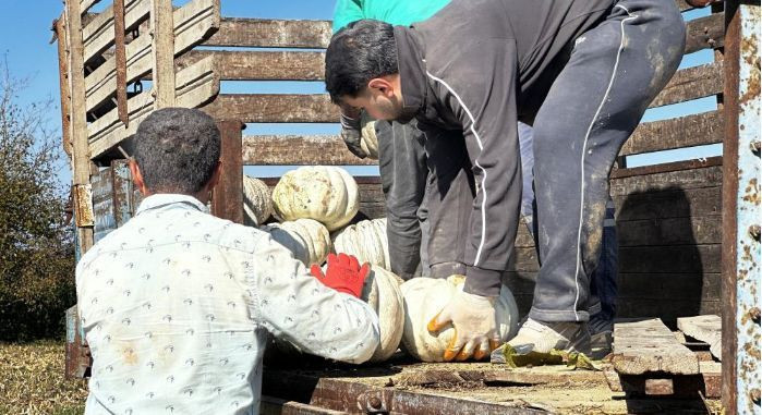 Tarlada fiyatı 10 lira: Bir ile özgü ürüne talep yoğun - Resim: 8