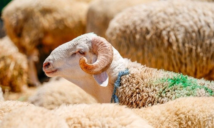 Kurban Bayramı'nda vücuttaki gizli yüke dikkat: Gerekli önlemleri alın - Resim: 7