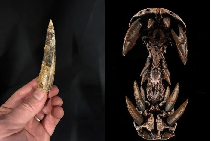 Sahra kumlarından ‘Ejderha Kafatası’ çıktı: 95 milyon yıllık dev keşif… Bilim insanları şaşkın - Resim : 3