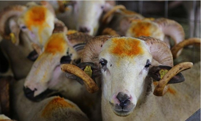Kurban Bayramı'nda vücuttaki gizli yüke dikkat: Gerekli önlemleri alın - Resim: 8