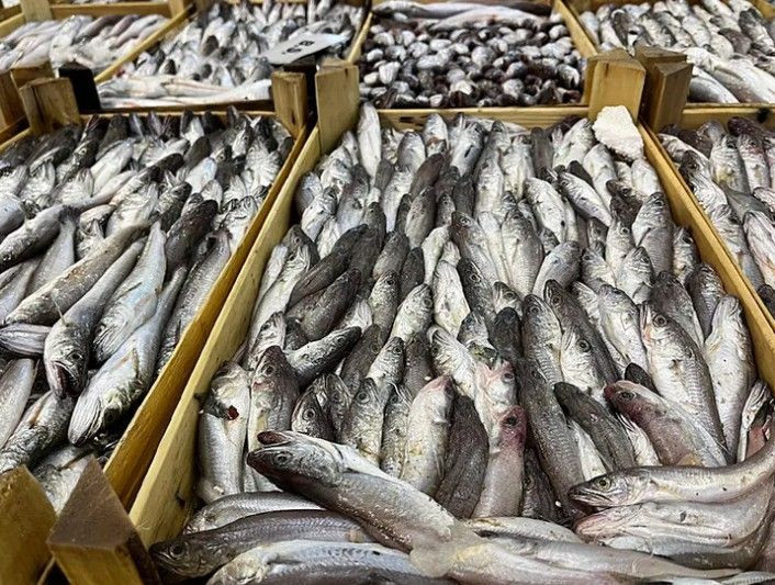 Av sezonu başlıyor: Hamside kıtlık palamutta bolluk - Resim: 5