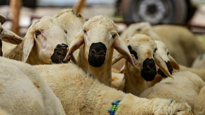 Kurban Bayramı'nda vücuttaki gizli yüke dikkat: Gerekli önlemleri alın - Resim: 6