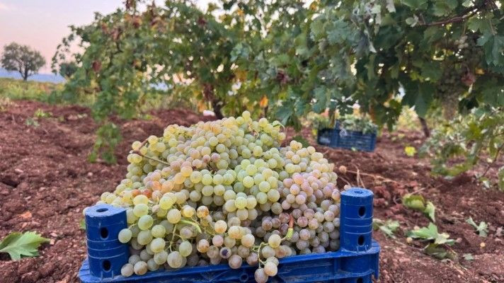 Bağlarda hasat başladı: Kilosu 70 liradan satılıyor - Resim: 8