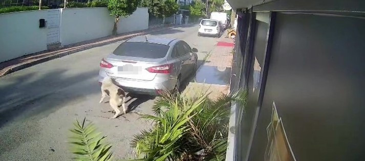 Köpeği silahla vuran emekli polise istenen ceza belli oldu - Resim : 5