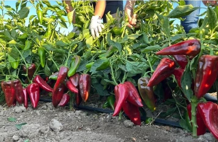 Kadınlar ayda 33 bin, erkekler 60 bin lira kazanıyor: Ellerini yüzlerine süremiyorlar - Resim: 6