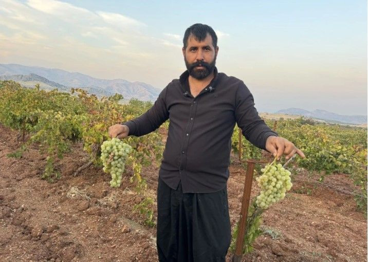 Bağlarda hasat başladı: Kilosu 70 liradan satılıyor - Resim: 10