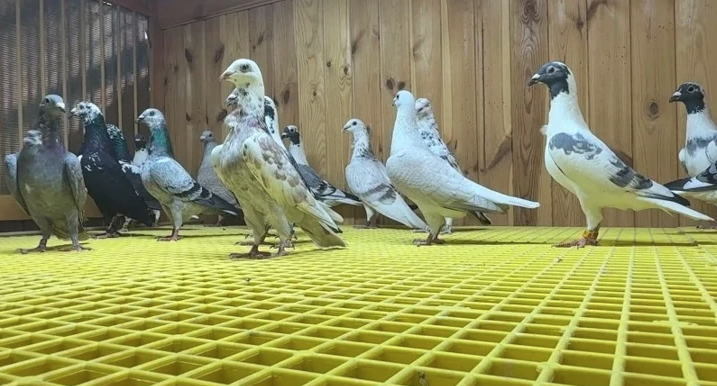Tutkusunun peşinden koştu servet sahibi oldu: Şimdi paraya para demiyor - Resim: 1