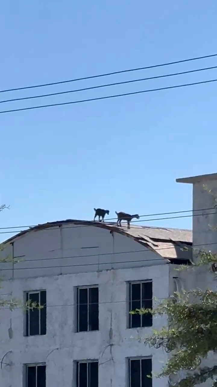 Keçiler inat etti çatıya çıktılar: Kimse nasıl çıktığını anlamadı - Resim : 1