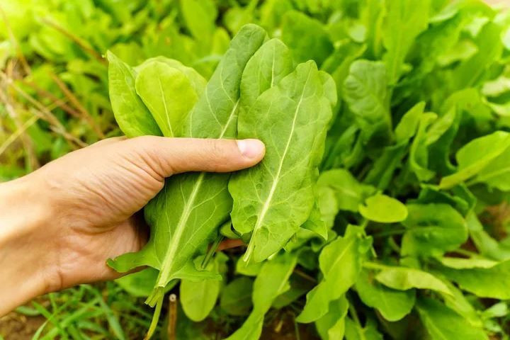 Dağlarda bedava büyüyor, tezgâhta kapış kapış gidiyor: Doğanın gizli antibiyotiği tam burnunuzun dibinde - Resim: 8