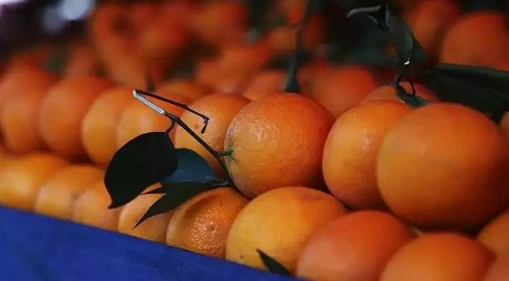 Böcek ilaçlarından 10 kat daha etkili: Narenciye kabuklarının gizli gücü - Resim: 4