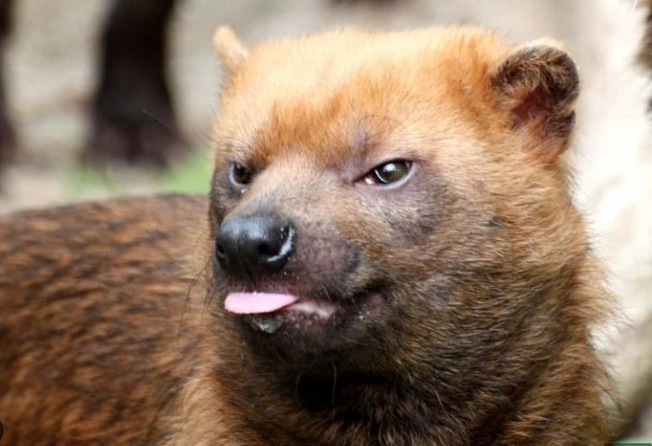 Ormanın küçük devi: Ayı yüzlü avcı: Çalı Köpeği'nin şaşırtan gücü - Resim: 1