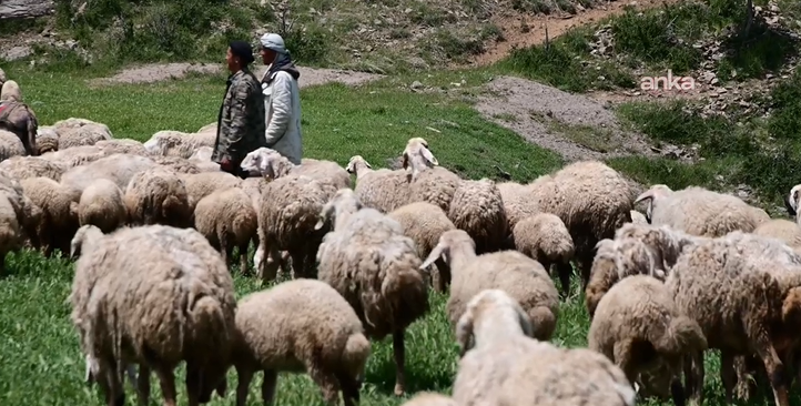 Bölgede hayvancılığa can suyu: Devlet besicilere hayvan dağıttı - Resim: 10