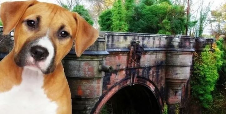 Köpeklerin intihar ettiği yer gizemini koruyor... Hayvanseverlerin kabus yeri - Resim: 3