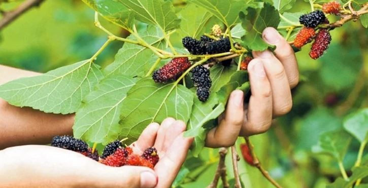 Eskiden her evde vardı, şimdi bulmak zor: Kalpten damar sağlığına her hastalığa iyi geliyor - Resim: 1