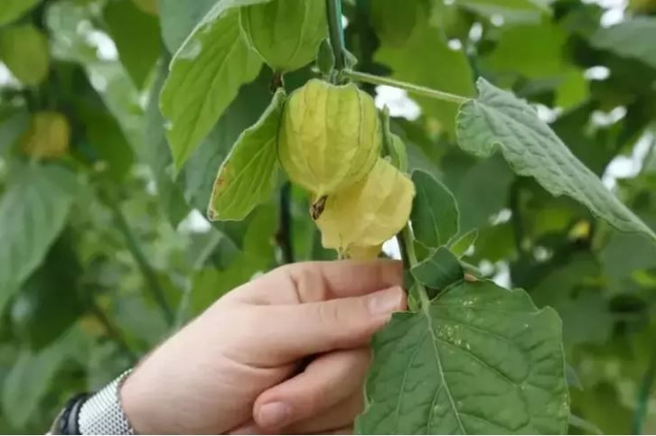 Şehirden köyüne dönüp altın çilek ekti, bir yılda evini ve arabasını aldı - Resim: 3