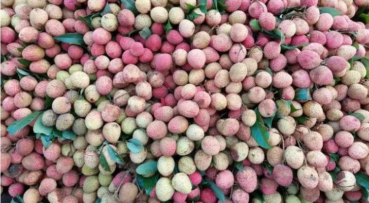 Toprağına bunu eken kısa sürede köşeyi dönüyor: Az masraflı bakımıyla ekeni zengin eden meyve - Resim: 3
