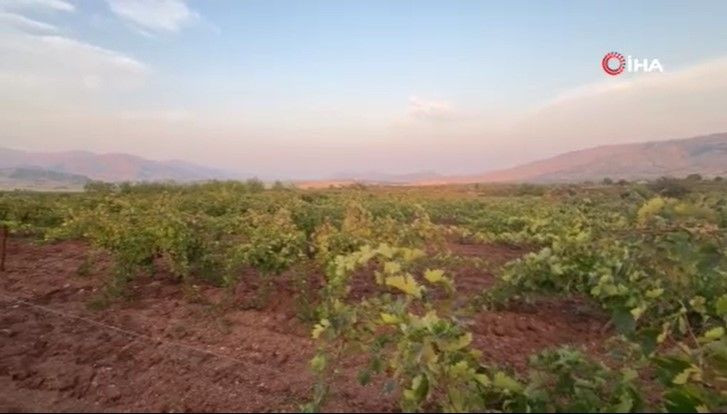 Bağlarda hasat başladı: Kilosu 70 liradan satılıyor - Resim: 5
