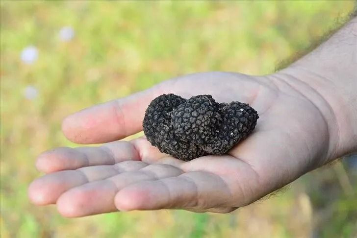 Kilosu 13 bin TL'den başlıyor 300 bine kadar çıkıyor: Dağlardan köpeklerle servet topluyorlar - Resim: 7